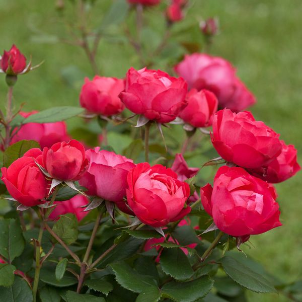 Rose Oso Easy Double Red® | White Flower Farm