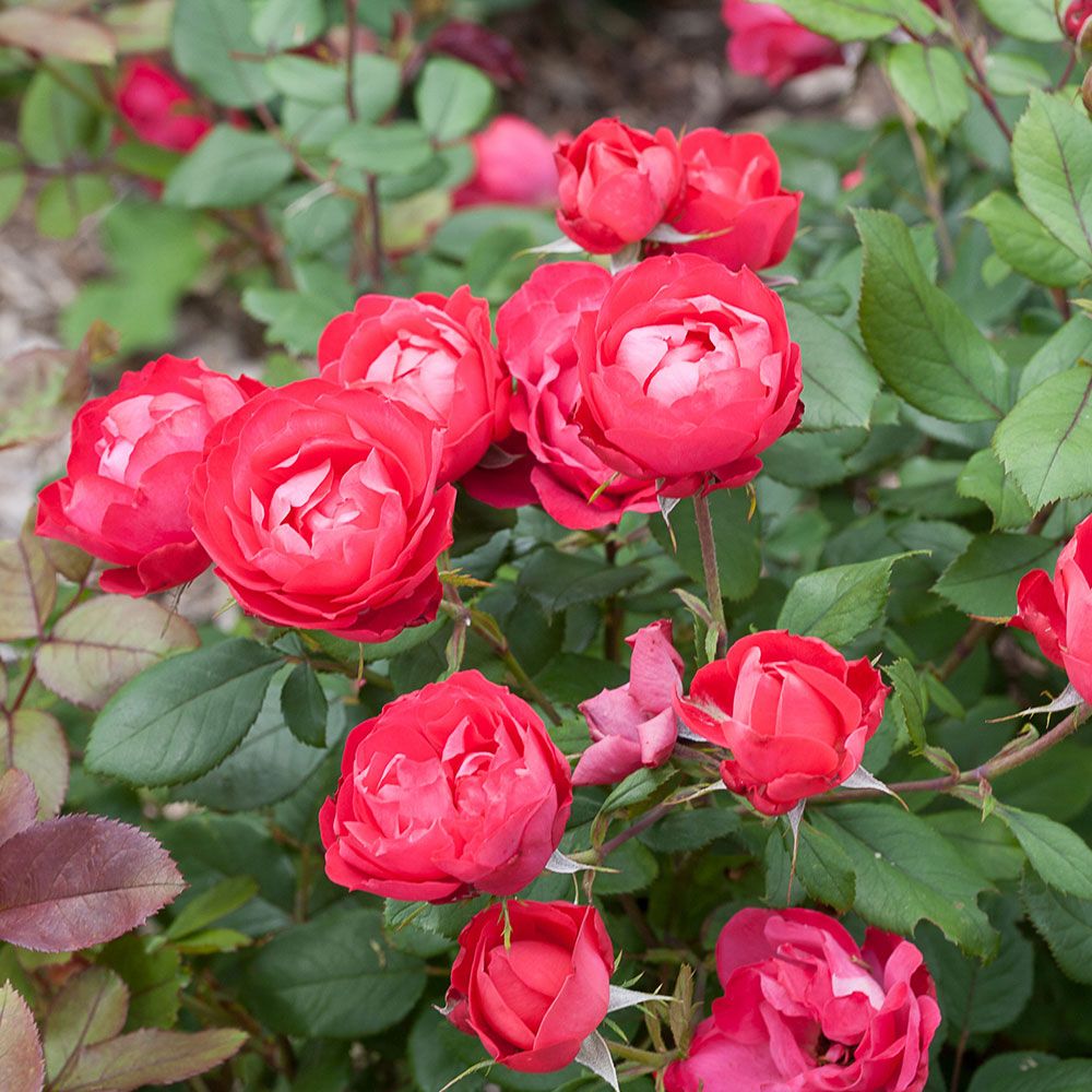Red Rose Bush
