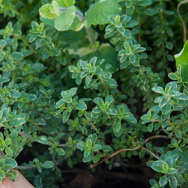Lemon Thyme White Flower Farm