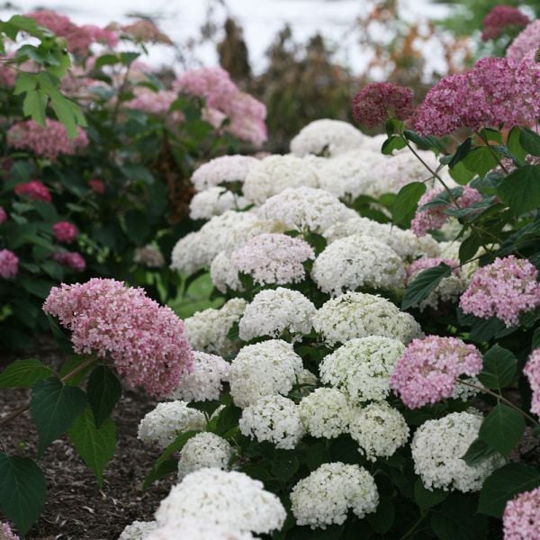 Hydrangea Arborescens Invincibelle Wee White® 