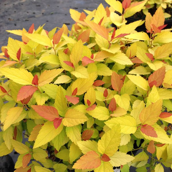 Spiraea japonica Double Play® Candy Corn® | White Flower Farm