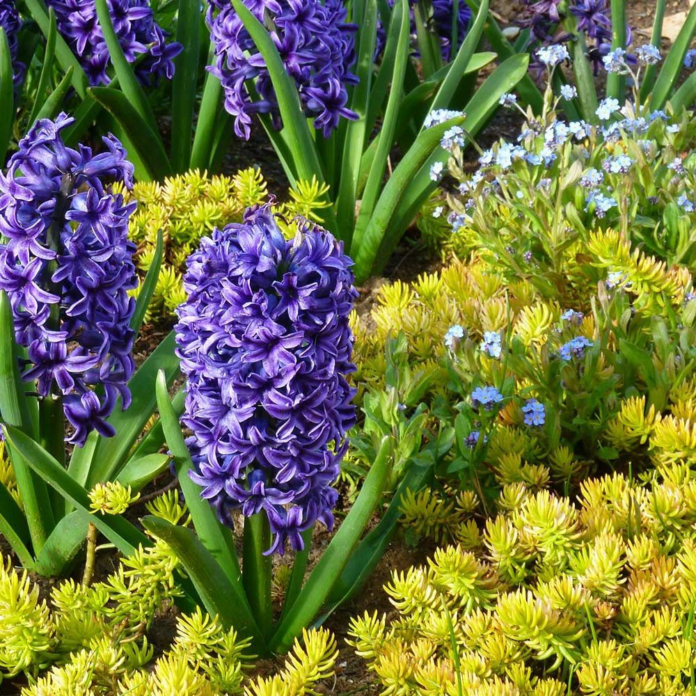 Hyacinthus Flowers, Hyacinthus Bulbs & More | White Flower Farm