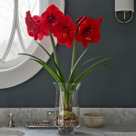  Amaryllis 'Red Label,' one bulb with tapered hurricane vase kit
