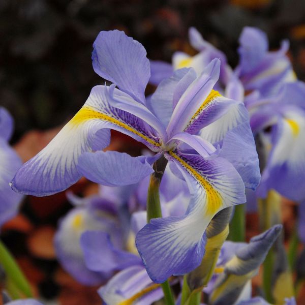 Iris cycloglossa | White Flower Farm