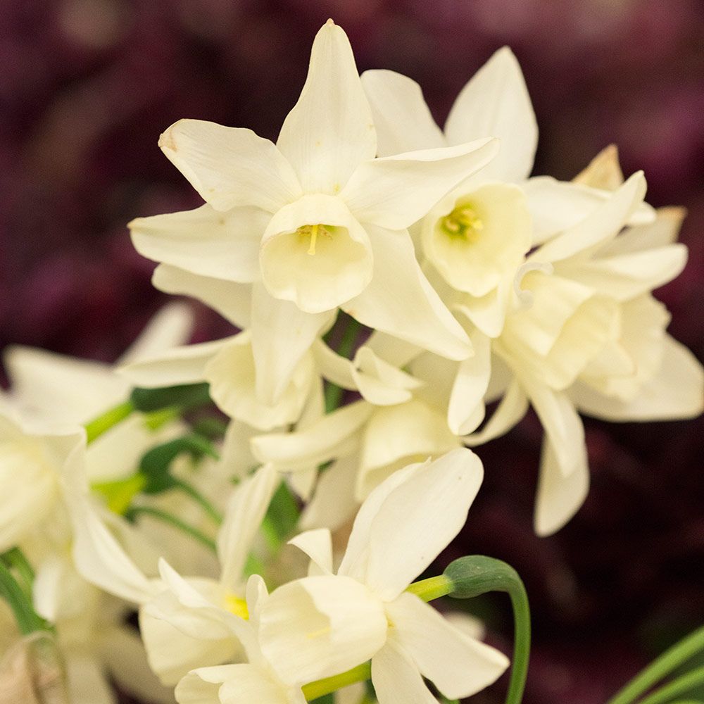 Narcissus 'Starlight Sensation' | White Flower Farm