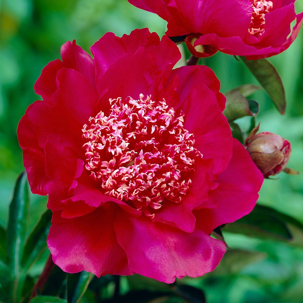 Peony Barrington Belle | White Flower Farm