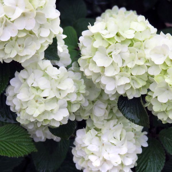Viburnum plicatum Opening Day™ | White Flower Farm