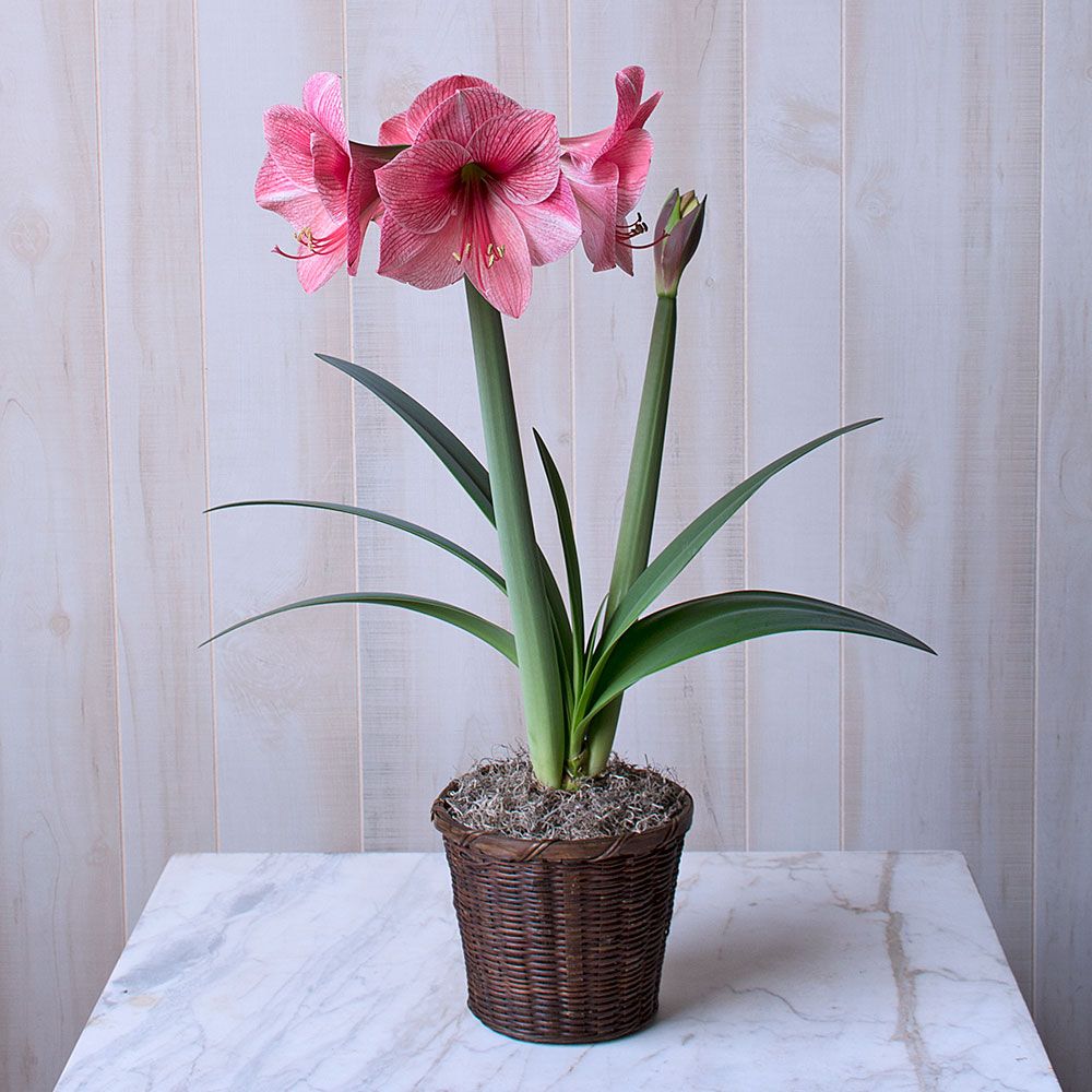 Amaryllis Purple Rain | White Flower Farm