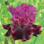  Iris germanica 'Silken Trim'