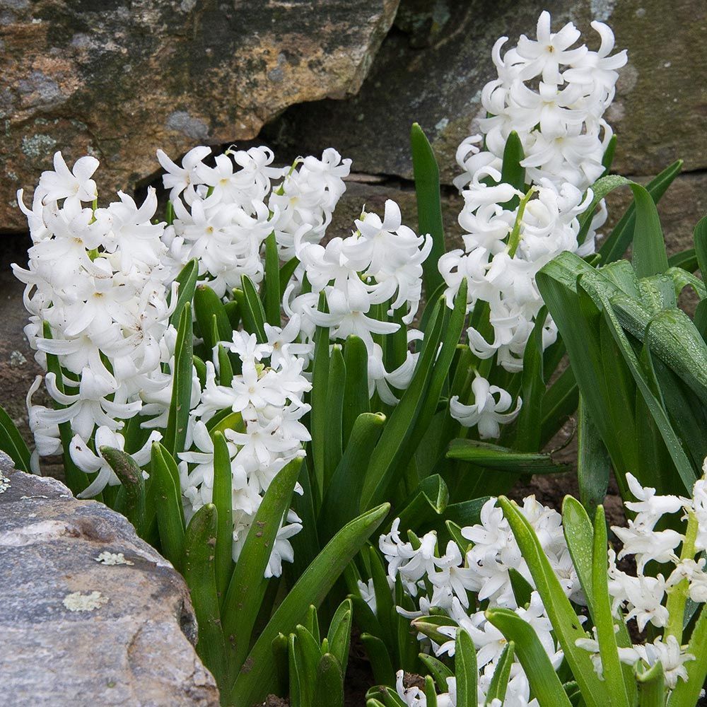 Hyacinthus Flowers, Hyacinthus Bulbs & More | White Flower Farm