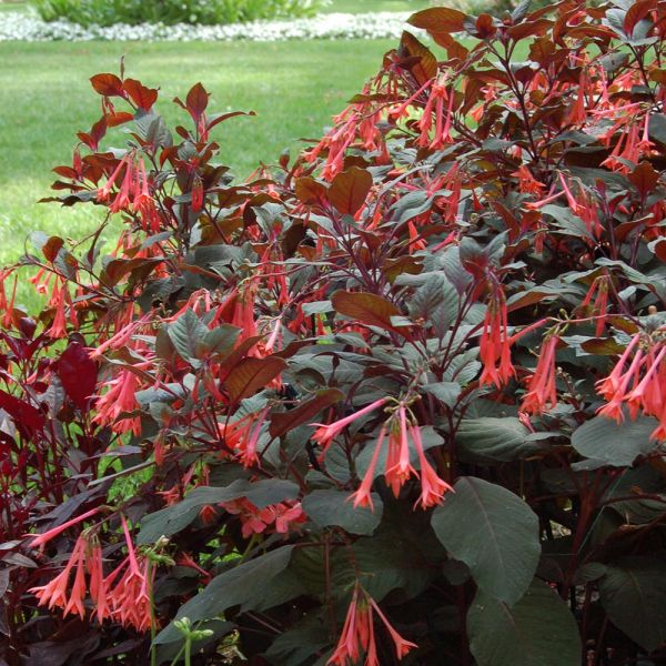 Fuchsia 'Gartenmeister Bonstedt' | White Flower Farm