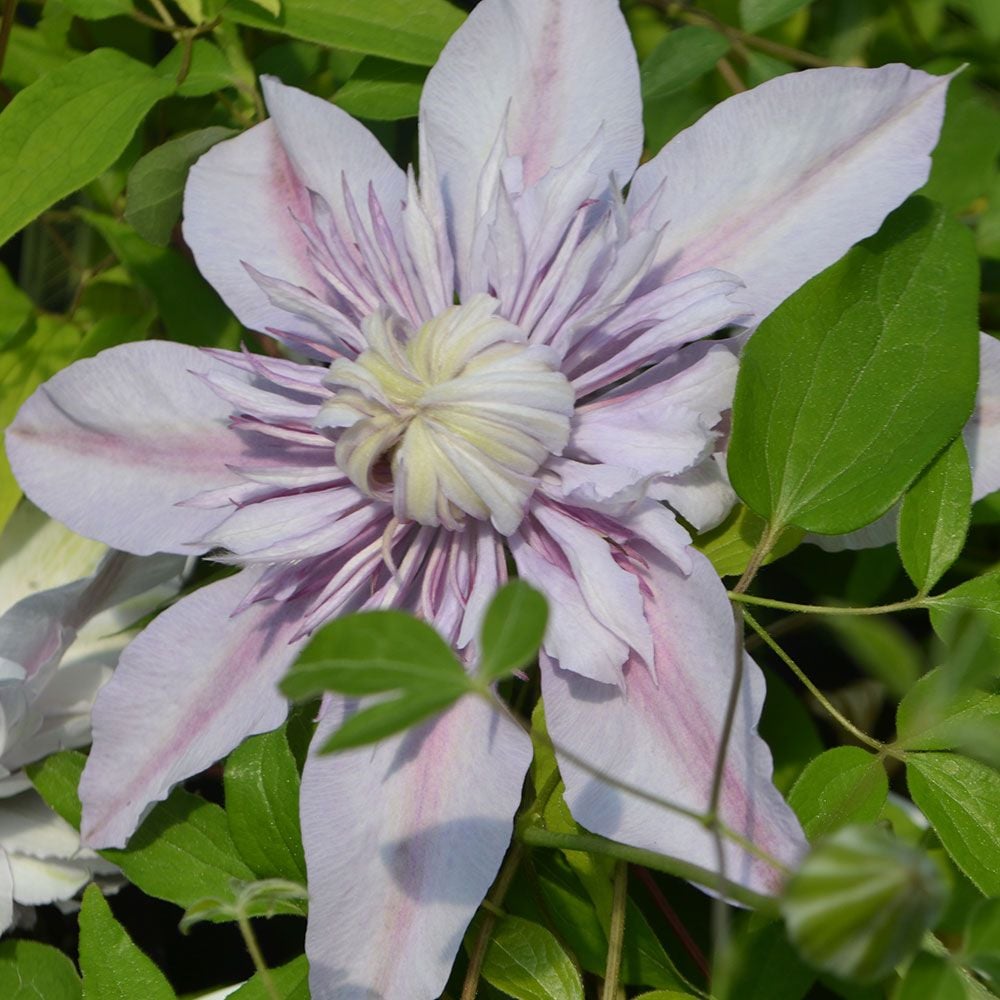 Clematis 'Moonglow' | White Flower Farm