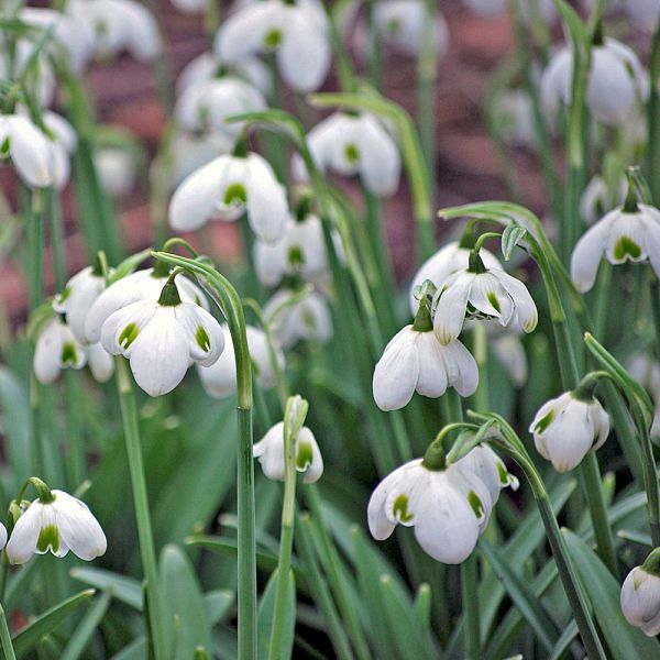 Galanthus 'Hippolyta' | White Flower Farm