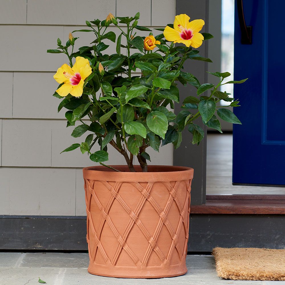 Basket Barrel Pot