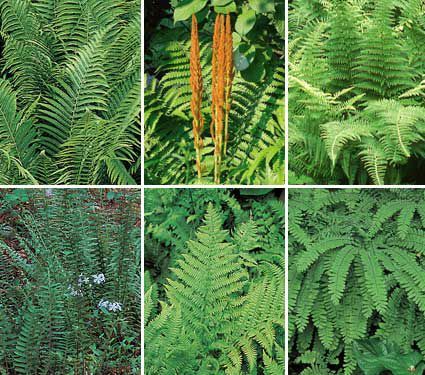 Ferns by Genus | White Flower Farm