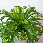 Bird's Nest Fern Crissie | White Flower Farm