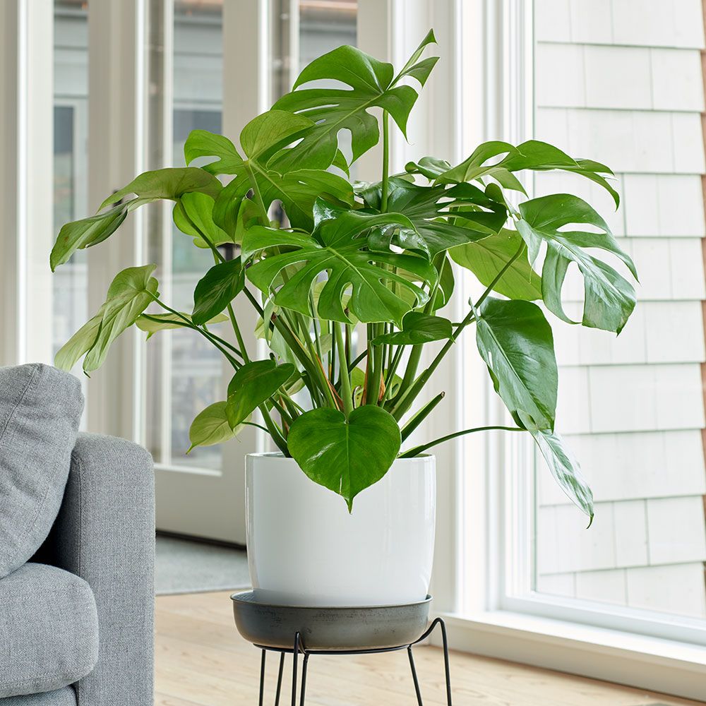 Split-Leaf Philodendron | White Flower Farm