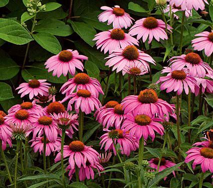 Echinacea (Coneflower) Plants & More | White Flower Farm