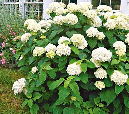 North American Native Shrubs & Vines | White Flower Farm