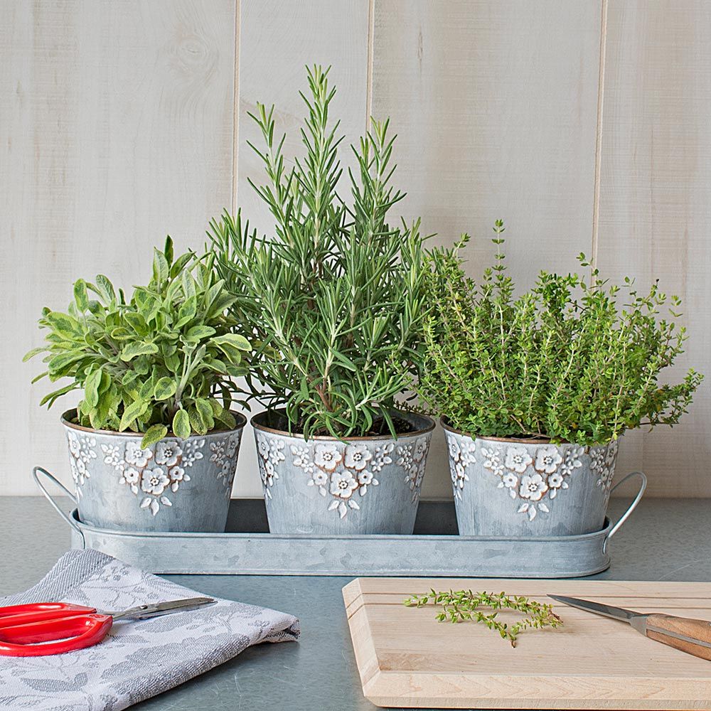 Cook\'s Herb Trio in embossed | White pots Flower Farm
