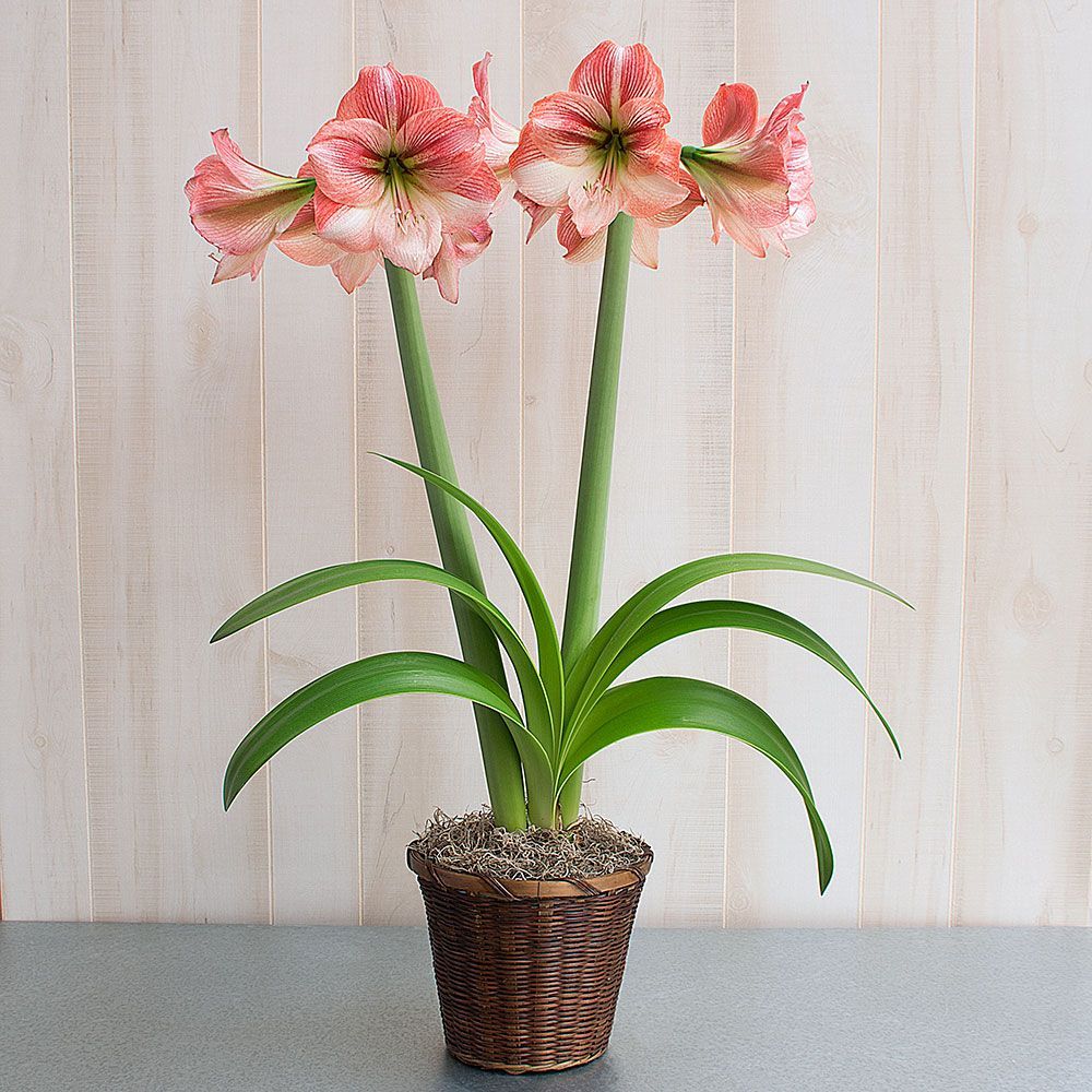 Amaryllis Provence | White Flower Farm