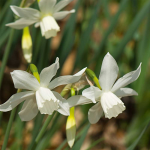  Narcissus 'Thalia'