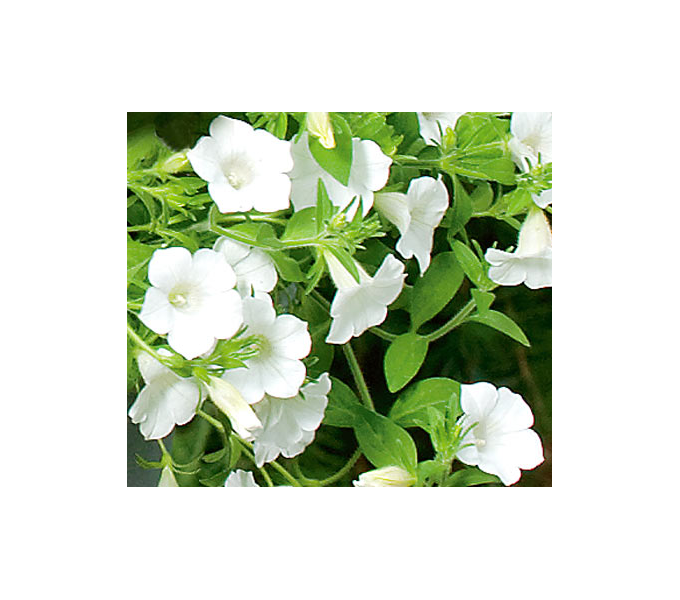 Silver Elegance Container Garden White Flower Farm