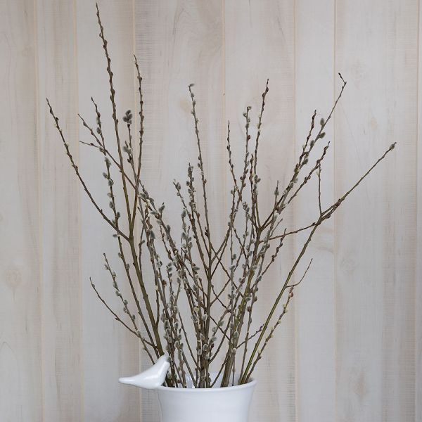 pussy willow in vase