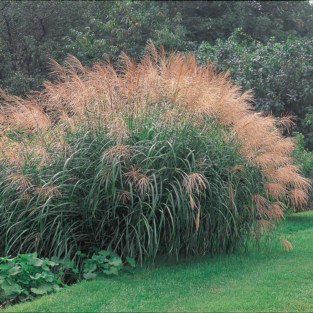 Miscanthus Sinensis Silver Feather White Flower Farm