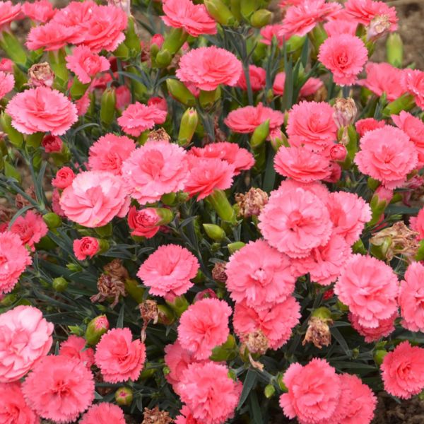 Dianthus Fruit Punch® 'Classic Coral' | White Flower Farm