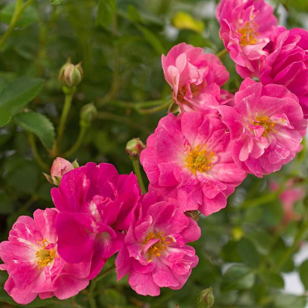 Rose Pretty Polly® Pink | White Flower Farm