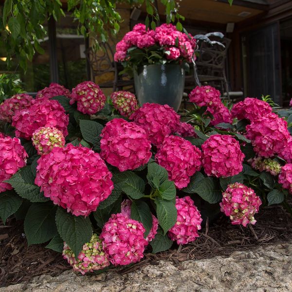 Hydrangea macrophylla Endless Summer® Summer Crush® | White Flower Farm