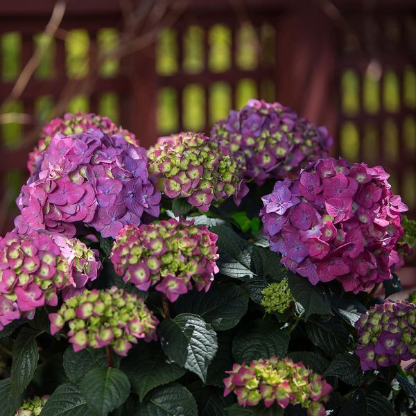 Hydrangea macrophylla Endless Summer® Summer Crush® | White Flower Farm