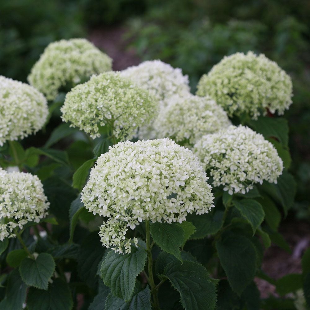 Hydrangea arborescens Invincibelle Limetta® | White Flower Farm