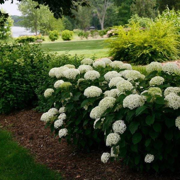 Hydrangea arborescens Invincibelle Limetta® | White Flower Farm