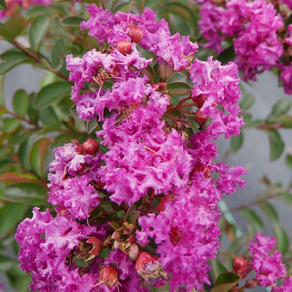 Lagerstroemia indica Infinitini® Purple | White Flower Farm