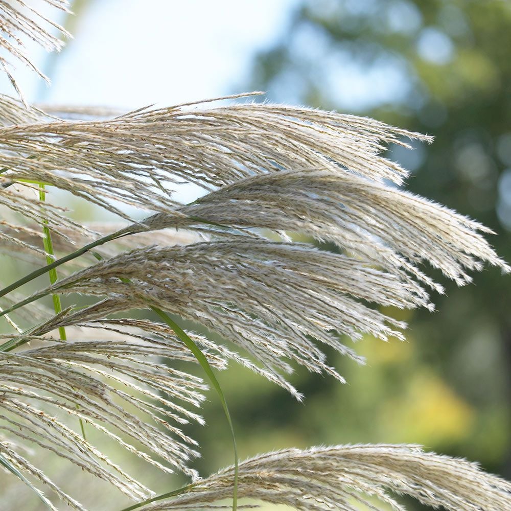 The Long Winter Scarf in Tall Grass