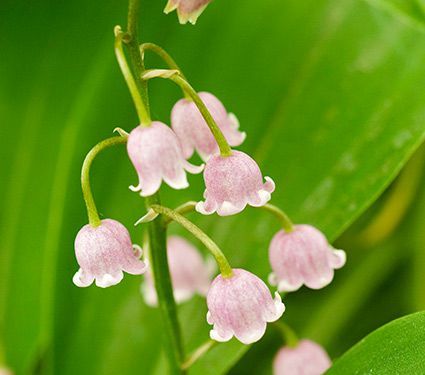 Lily-of-the-Valley | White Flower Farm