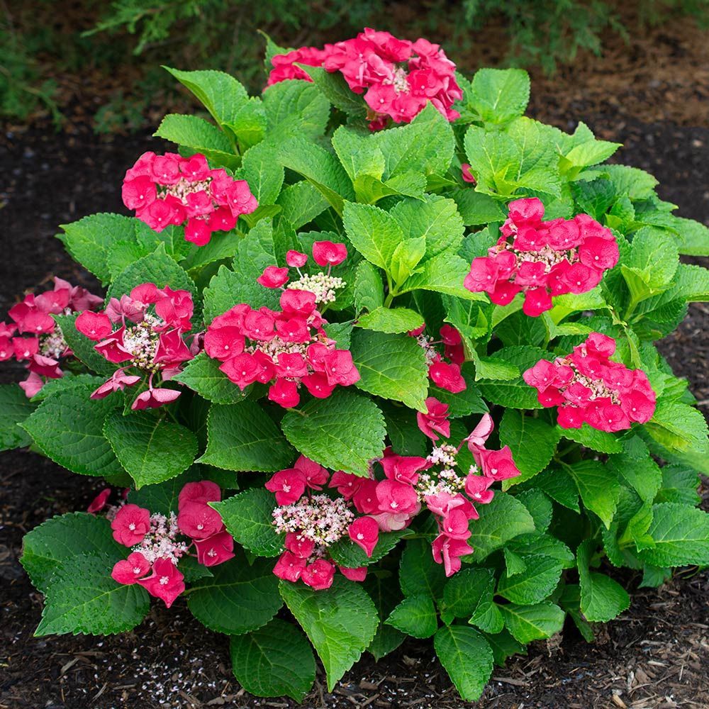 Grow Your Own Hydrangeas From Cuttings - nemsempreportugues