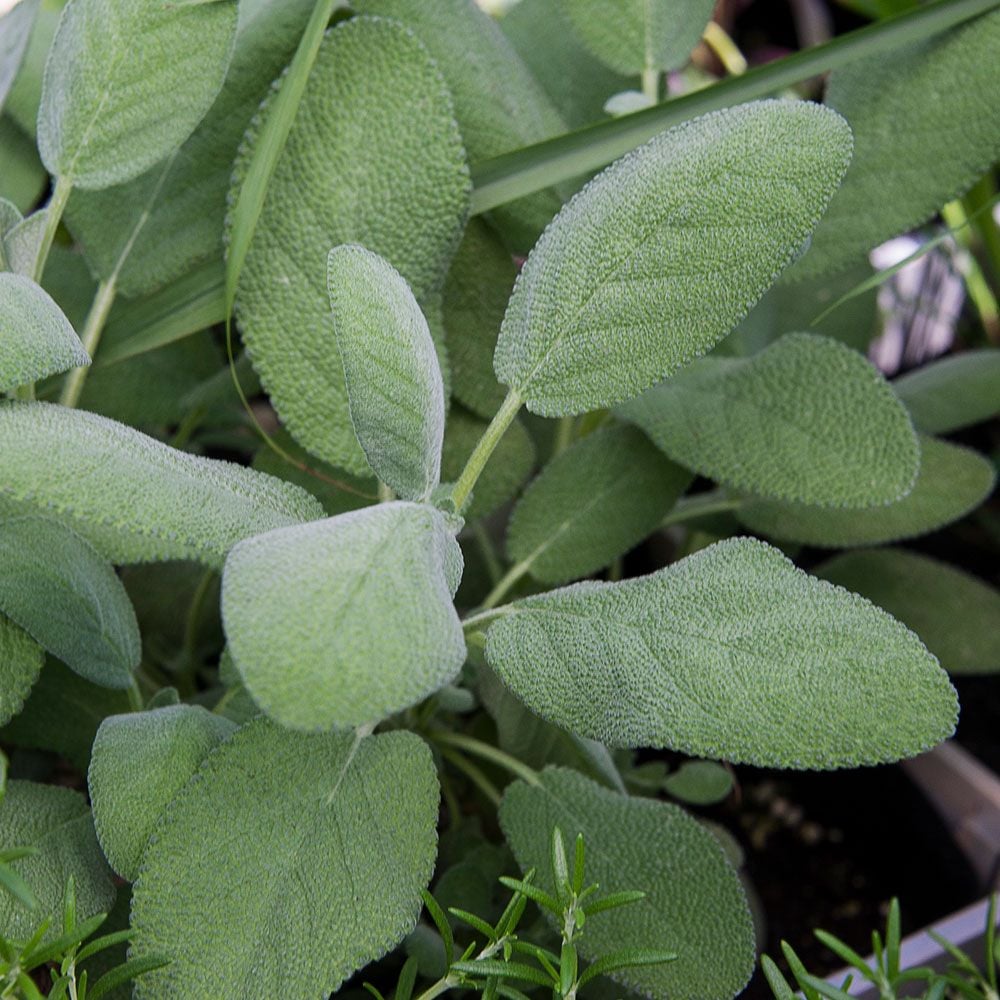 Ornamental & Culinary Herb Garden | White Flower Farm