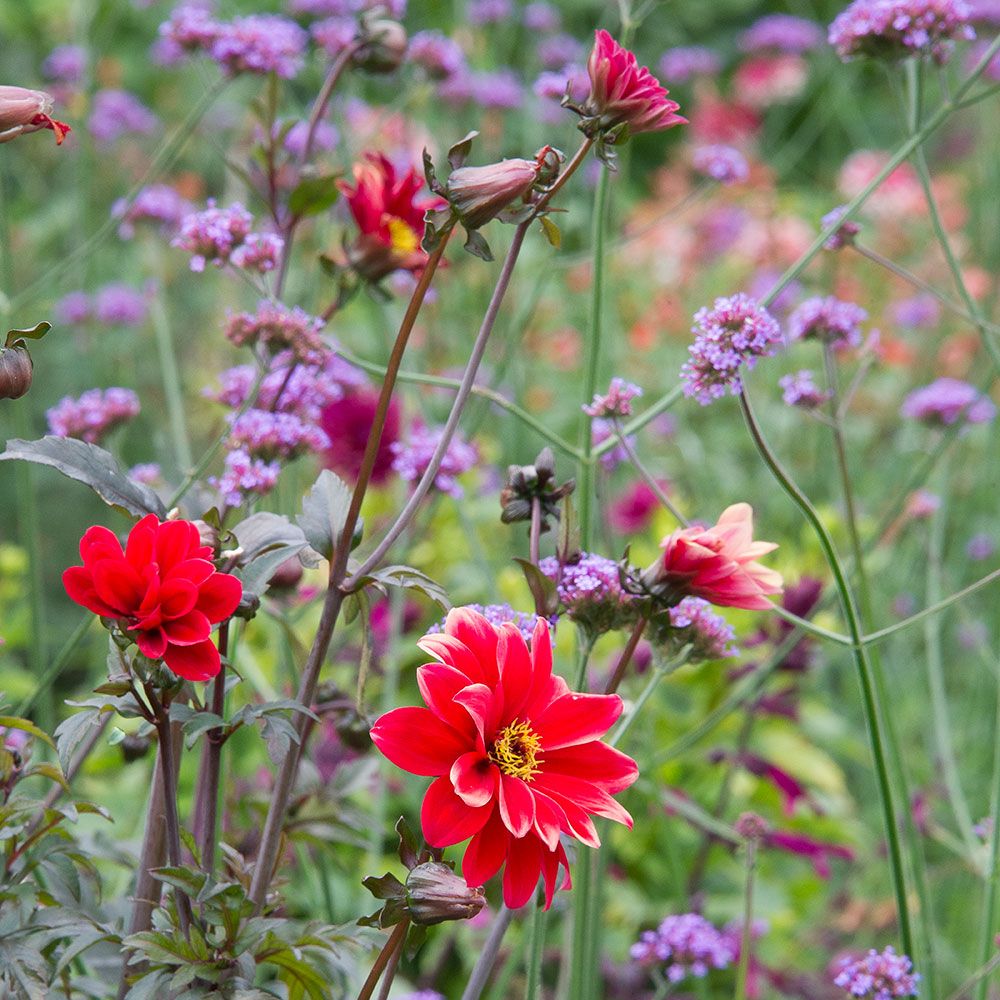 Dahlia 'Bishop of Llandaff' | White Flower Farm