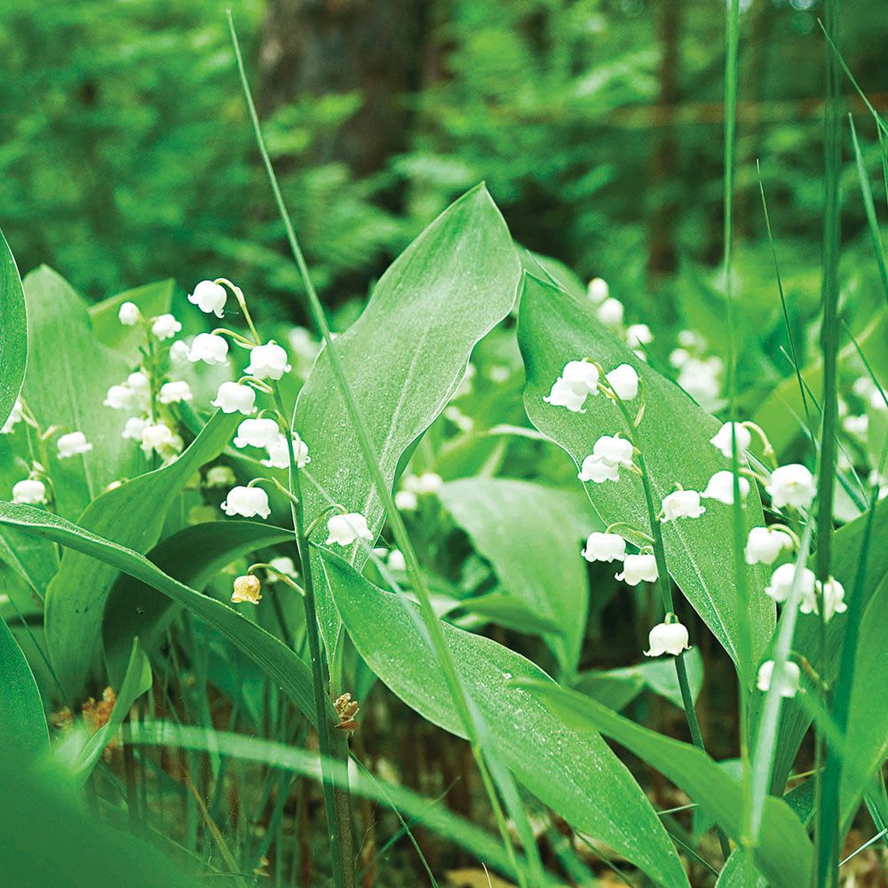 5 Lily of The Valley Bulbs for Planting Lilies Flower Bulbs Bulk Roots  Perennial, Lily Of The Valley Bulbs 