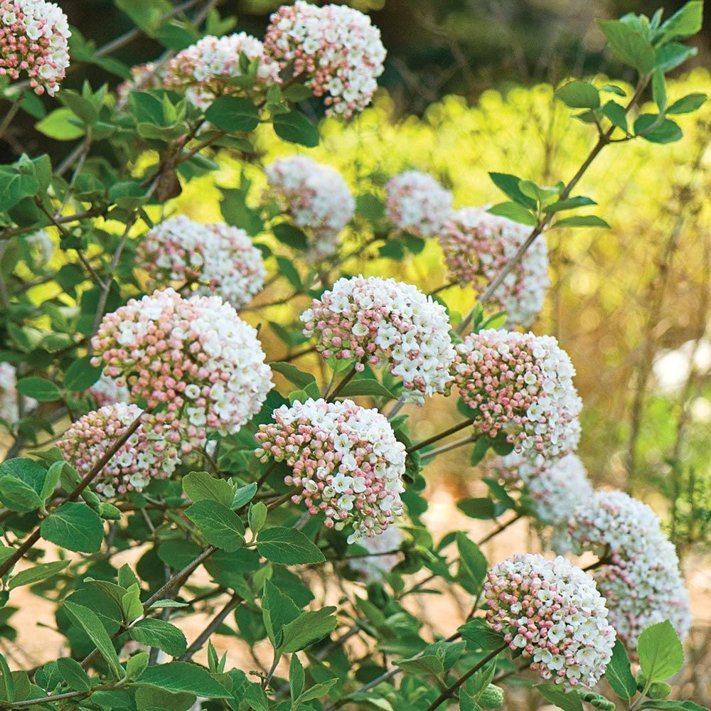 Viburnum carlesii  White Flower Farm