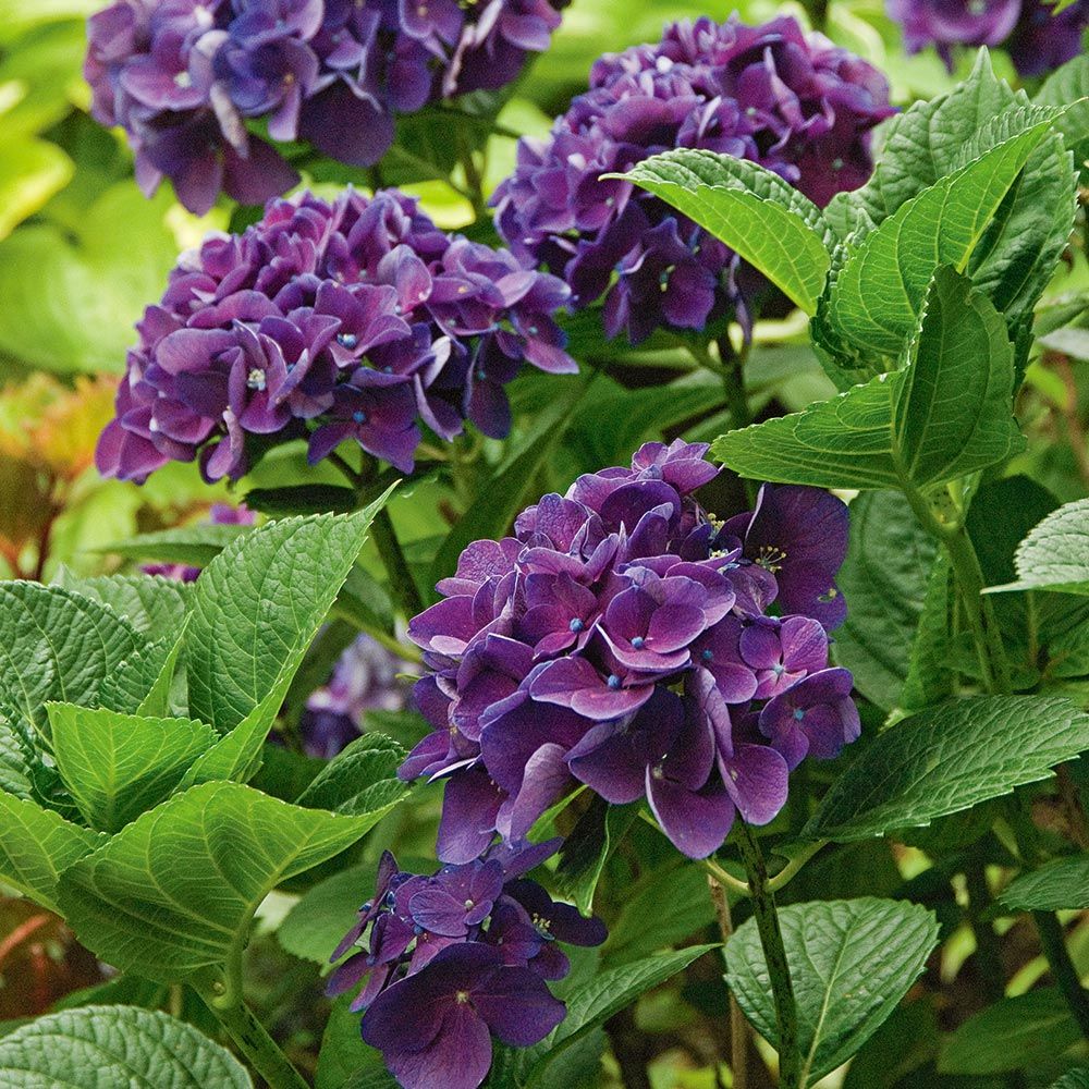 Purple Hydrangea 25 Flowers Home & Hobby Craft Supplies & Tools etna.com.pe
