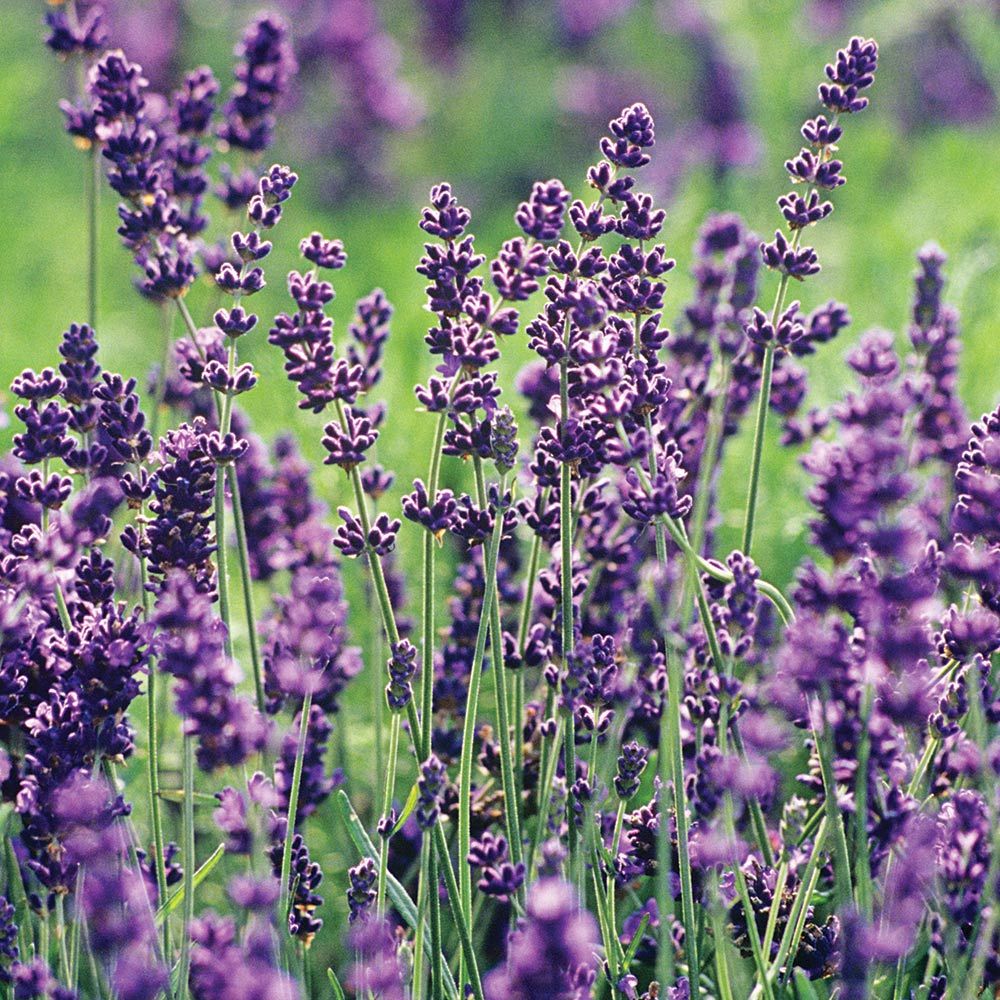  Lavender Flower Plants Live, Well Rooted Grow Well in Pot, for  Your Garden, Herb Flower Ornamental : Patio, Lawn & Garden