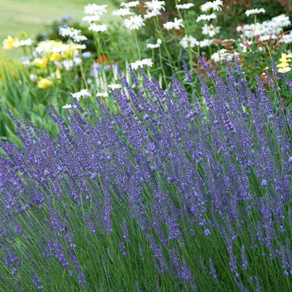 A Lavender Patch | White Flower Farm