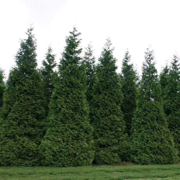 Thuja 'green Giant' 