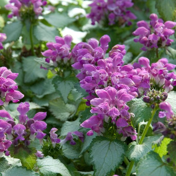 Lamium maculatum 'Purple Dragon' | White Flower Farm