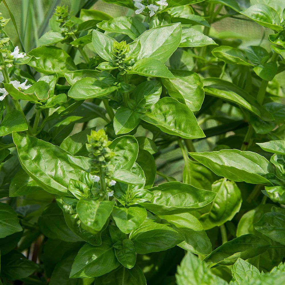 Vegetables & Herbs | White Flower Farm