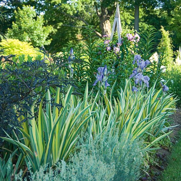 Iris pallida 'Variegata Aurea' | White Flower Farm